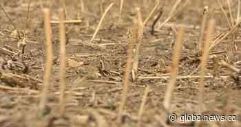 AgriStability interim benefit increase announced for Sask. producers
