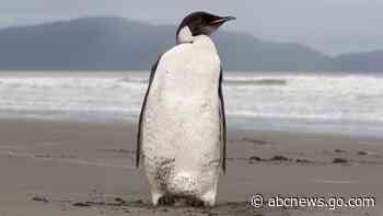 Melting ice imperils 98% of Emperor penguin colonies by 2100