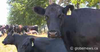 Drought providing challenging times for cattle ranchers in Saskatchewan