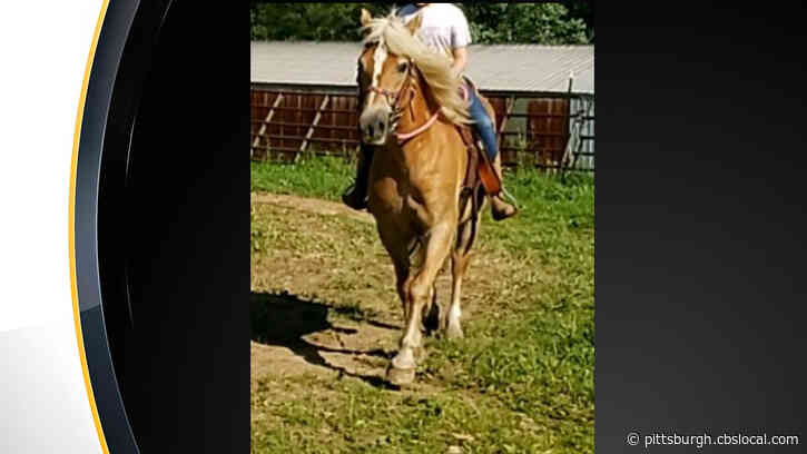 Family Searching For Award-Winning Horse Stolen From Property In Butler County