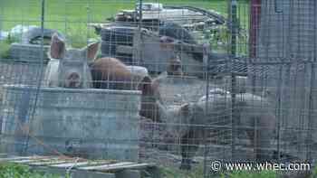 Dozens of animals seized from Livingston County home, owner charged with animal cruelty