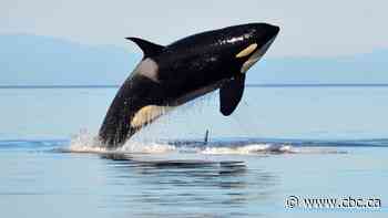 Disappearance of killer whales a mystery to experts