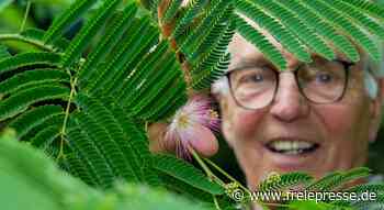 Seidenbaum-Blüte macht Gärtner stolz - Freie Presse