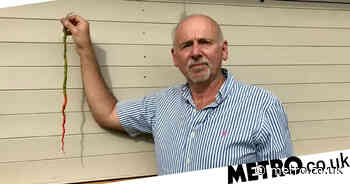 Gardener grows UK's longest chilli pepper at half a metre - Metro.co.uk