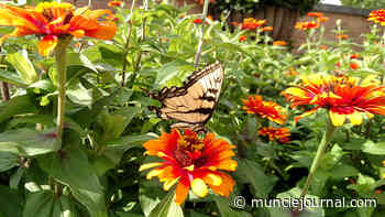 Become A Master Gardener — Muncie Journal - Muncie Journal