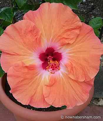 Dedicated hibiscus gardener wins contest - Now Habersham