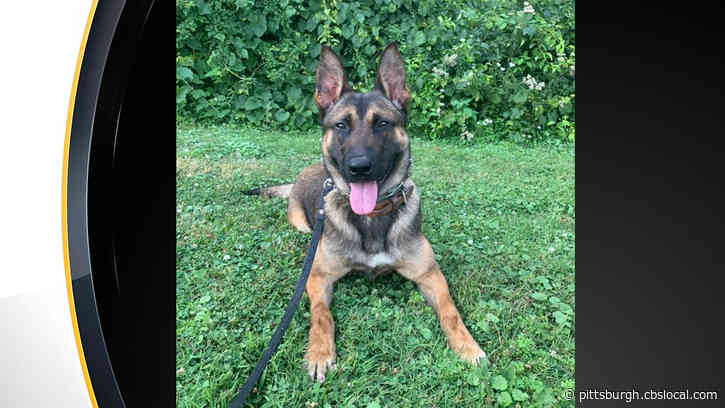 Robinson Township Police Department Welcomes Newest K-9 ‘Rocky’ After ‘Sarik’ Retires