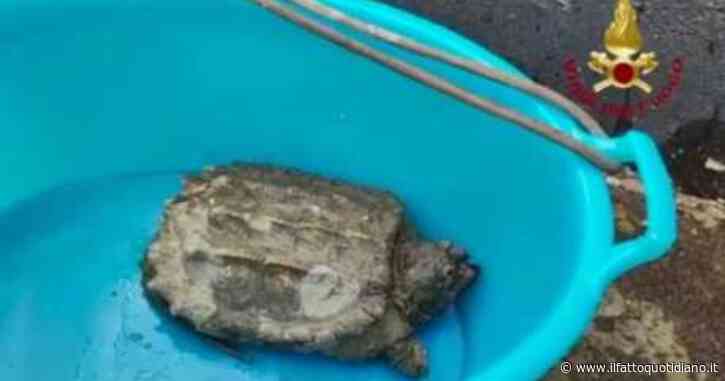 Narni, catturata una tartaruga azzannatrice: “Pericolosa per l’incolumità pubblica”
