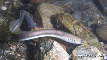 Bauarbeiten in Guben: Bachneunauge bremst Brückenbau bei Bresinchen aus - Lausitzer Rundschau