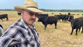 Desperate Prairie ranchers are selling cattle early amid drought, lack of feed