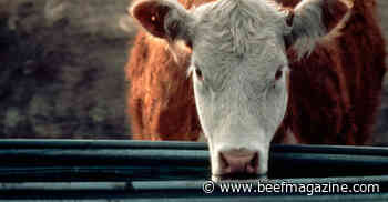 6 criteria for culling cattle during drought