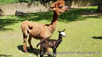 Geburt vor Augen der Besucher: Alpaka-Babys kommen im Zoo Augsburg auf die Welt