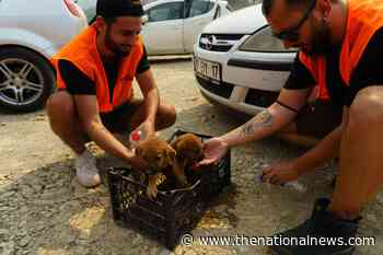 As humans flee Turkey's devastating fires, brave volunteers save the animals left behind - The National