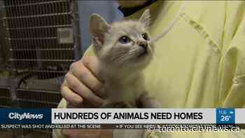 Hundreds of animals need new homes - CityNews Toronto