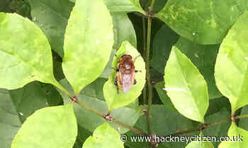 Newington Green Meeting House to host ‘Rewilding Clissold Park’ exhibition