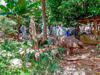 Comienzan operativos en granjas de Sánchez Ramírez por peste porcina africana - Diario Libre