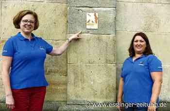 Naturschutzbund Ostfildern - Der Kirchturm als Brutstätte - esslinger-zeitung.de