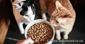 Toxic cat food recall warning after hundreds of pets die from mystery fatal illness - Scottish Daily Record