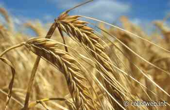 Global food prices decline in July - World - ReliefWeb