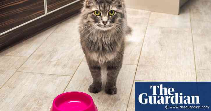 Toxic cat food fear as UK vets struggle with mysterious illness - The Guardian