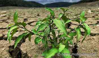 A world of hurt: 2021 climate disasters raise alarm over food security - Mongabay.com
