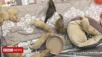 Ferrets abandoned under bush without food or water in Cornwall - BBC News