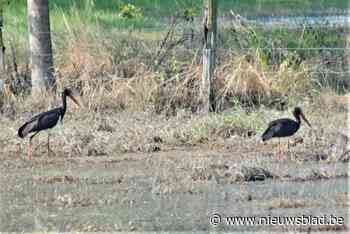 Zwarte ooievaars genieten van overstroomde weide - Het Nieuwsblad