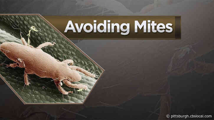 ‘Itchy Mites:’ Preventing Bites And The Itch That Comes With A Mite Bite