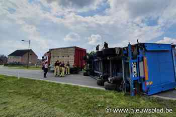 Aanhangwagen vol slachthennen kantelt in Lozen: Hamonterweg afgesloten