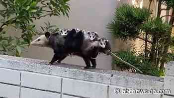 WATCH:  All aboard the mama opossum train