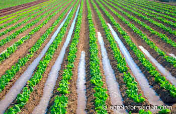 Acusan al Gobierno de Pedro Sánchez de buscar "la destrucción" del sector agroalimentario murciano con sus políticas - agroinformacion.com
