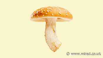 Forget Impossible, the fungi renaissance is here