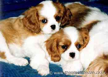 RSPCA reminder to adopt amid fears of 'puppydemic'