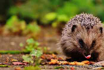 Jonge egeltjes snakken naar nat kattenvoer