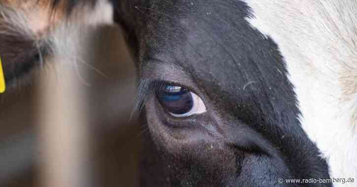Kuh reißt vor Metzger aus: Zwei Verletzte