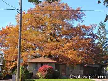Toronto finalized an offer to buy home with an ancient oak tree. Now the seller wants a higher price - National Post