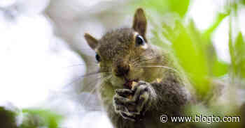 Couple fined $615 for feeding squirrels in their own suburban Toronto backyard - blogTO