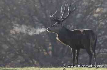Covid-19: des anticorps détectés chez 40% des cerfs sauvages testés aux Etats-Unis