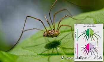 Scientists modify the genes of daddy long leg spiders and turn them into 'daddy short legs'