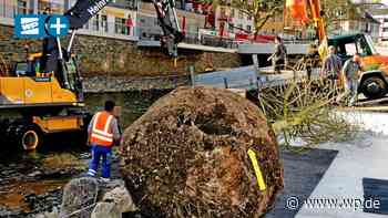 Siegen: Keine Kunst – Kritik an Baum-Opfer von Lena Hugger - WP News