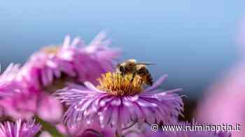 Rapporto ISPRA sulla biodiversità in Italia – Ruminantia – Web Magazine del mondo dei Ruminanti - Ruminantia