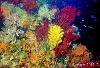 Ispra, natura Italia a rischio, oltre 50% situazione critica - Ambiente & Energia - Agenzia ANSA