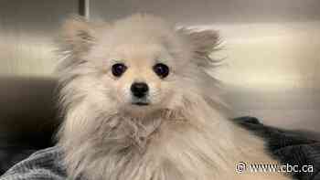 Driver charged, puppy expected to make full recovery after being dragged by moving car