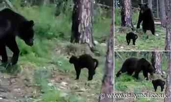 VIDEO: Pet cat faces down a wild brown bear in Siberian fishing camp