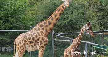 An Mariä Himmelfahrt wieder Kinderfest im Zoo - Neunkirchen - Rheinpfalz.de