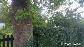 Polizei in Ulm: Zeugen gesucht: Wer hat die alte Eiche mutwillig angesägt? - SWP