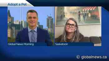 Adopt a Pet: Lex from New Hope Dog Rescue