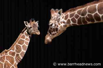 Giraffes have high-functioning social systems, like elephants – study - Barrhead News