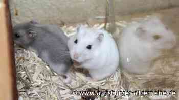 Durch Zufall gerettet: Zwerghamster wurden in einer Plastiktüte "weggeworfen"
