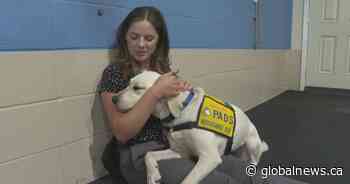 Alberta service dog agency ramps up training to catch up with COVID-19 backlog